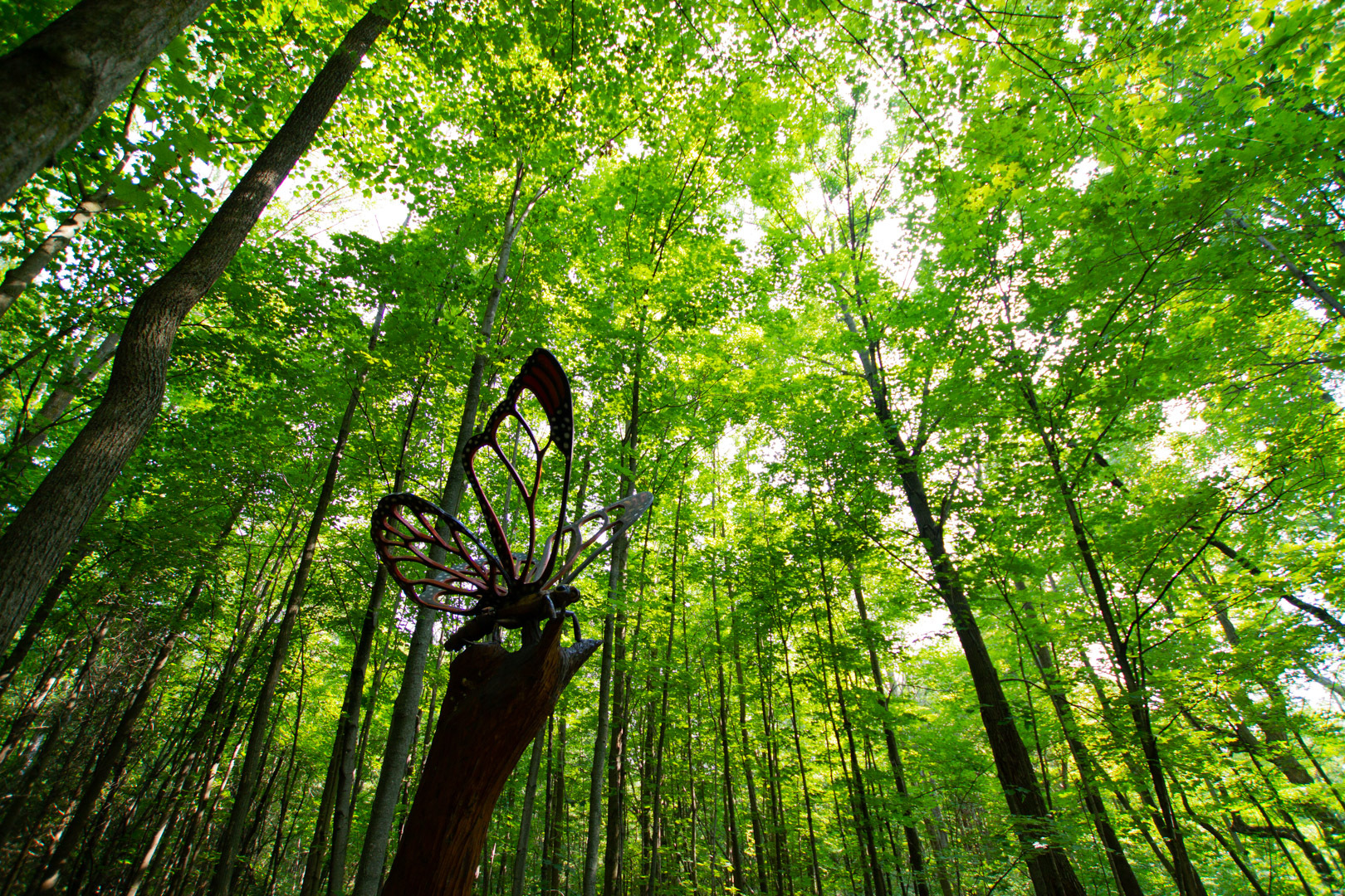 Tree canopy at Crawford Lake Conservation Area.